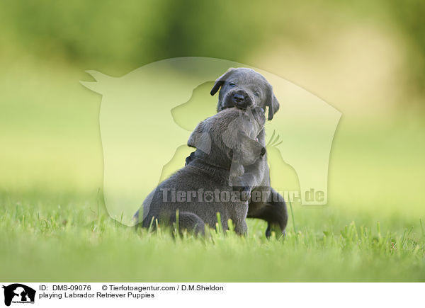 spielende Labrador Retriever Welpen / playing Labrador Retriever Puppies / DMS-09076