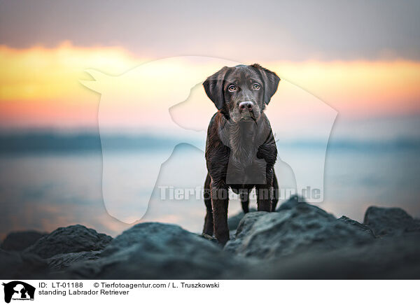 stehender Labrador Retriever / standing Labrador Retriever / LT-01188