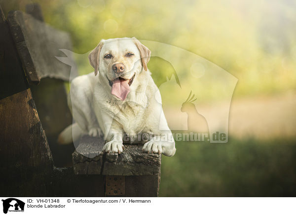 blonder Labrador / blonde Labrador / VH-01348