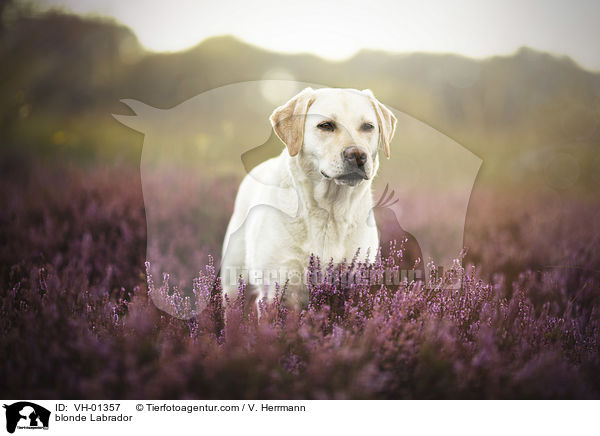 blonder Labrador / blonde Labrador / VH-01357