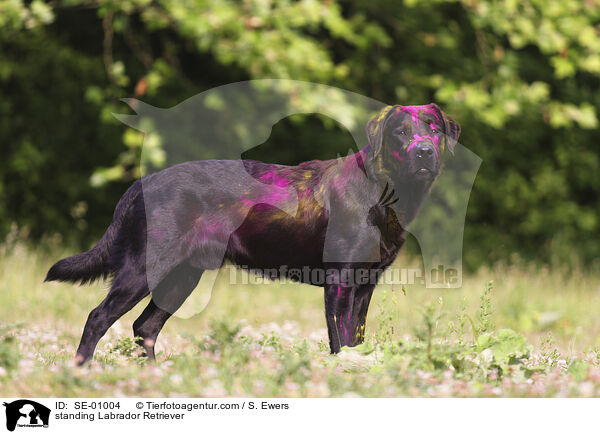 stehender Labrador Retriever / standing Labrador Retriever / SE-01004