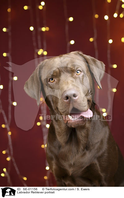 Labrador Retriever Portrait / Labrador Retriever portrait / SE-01156