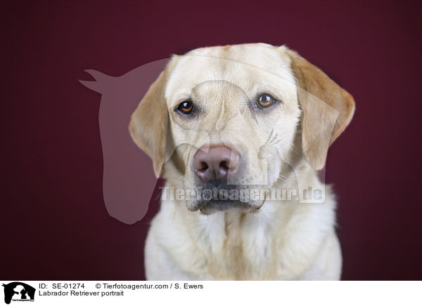 Labrador Retriever Portrait / Labrador Retriever portrait / SE-01274