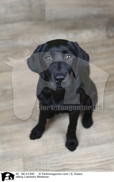 sitzender Labrador Retriever / sitting Labrador Retriever / SE-01290