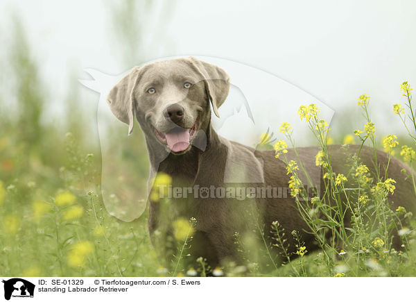 stehender Labrador Retriever / standing Labrador Retriever / SE-01329