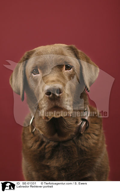 Labrador Retriever Portrait / Labrador Retriever portrait / SE-01331