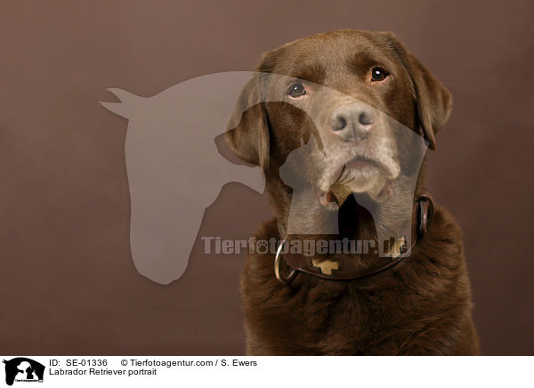 Labrador Retriever Portrait / Labrador Retriever portrait / SE-01336