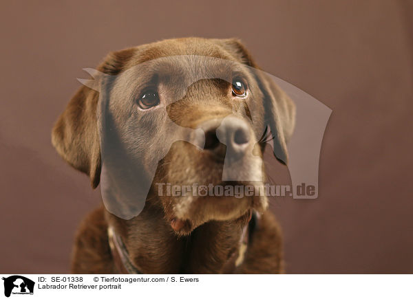 Labrador Retriever Portrait / Labrador Retriever portrait / SE-01338
