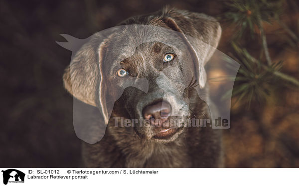 Labrador Retriever Portrait / Labrador Retriever portrait / SL-01012