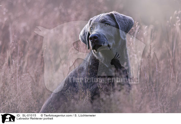 Labrador Retriever Portrait / Labrador Retriever portrait / SL-01015
