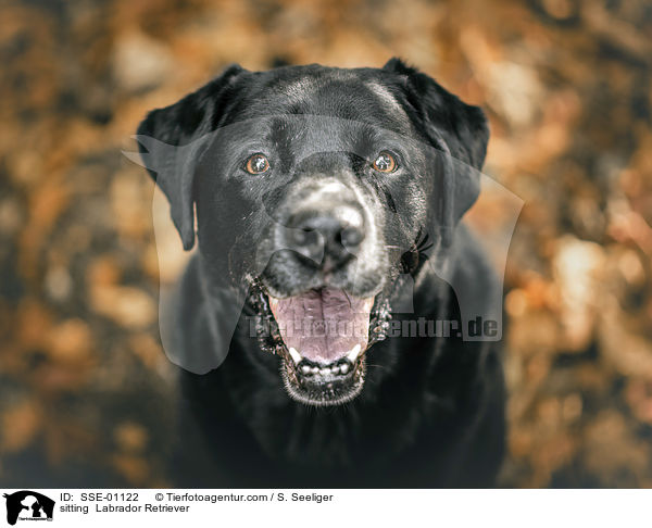 sitzender Labrador Retriever / sitting  Labrador Retriever / SSE-01122