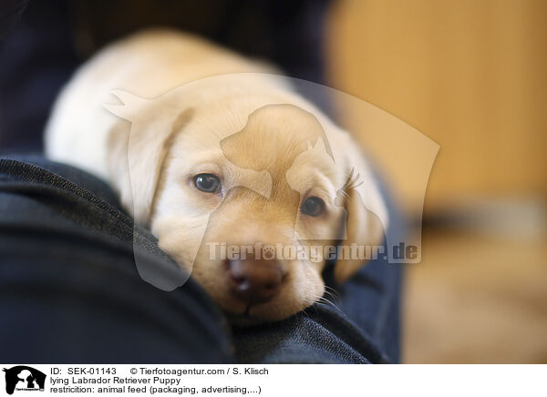 liegender Labrador Retriever Welpe / lying Labrador Retriever Puppy / SEK-01143