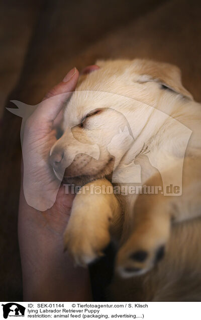 liegender Labrador Retriever Welpe / lying Labrador Retriever Puppy / SEK-01144