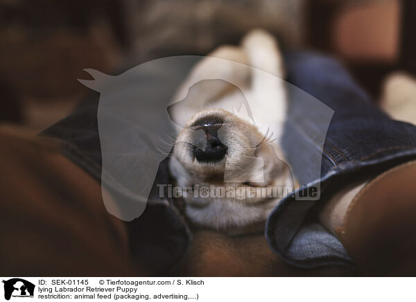 liegender Labrador Retriever Welpe / lying Labrador Retriever Puppy / SEK-01145
