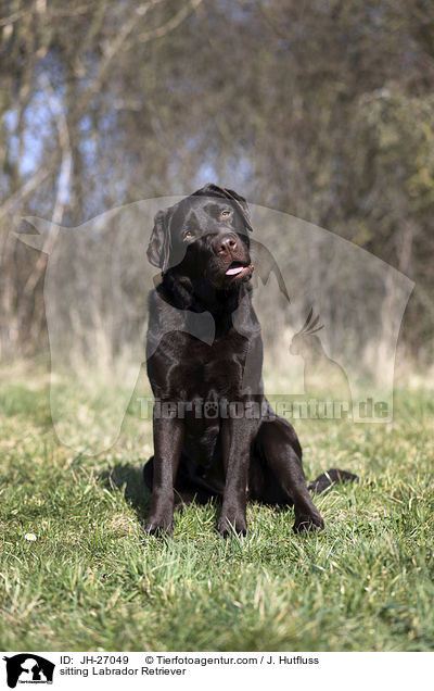 sitzender Labrador Retriever / sitting Labrador Retriever / JH-27049