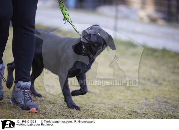 laufender Labrador Retriever / walking Labrador Retriever / RG-01323
