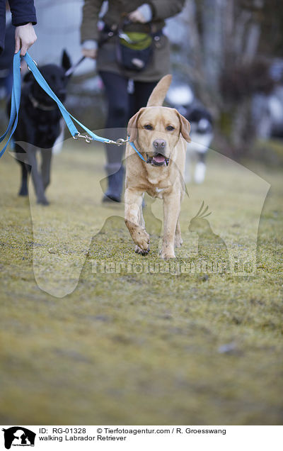 laufender Labrador Retriever / walking Labrador Retriever / RG-01328