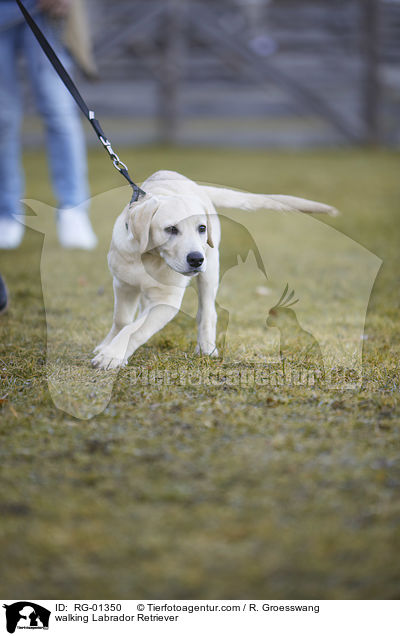 laufender Labrador Retriever / walking Labrador Retriever / RG-01350