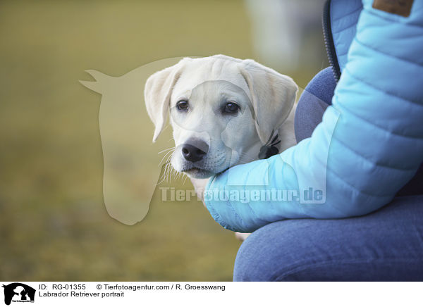 Labrador Retriever Portrait / Labrador Retriever portrait / RG-01355