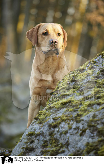 sitzender Labrador Retriever / sitting Labrador Retriever / RG-01363