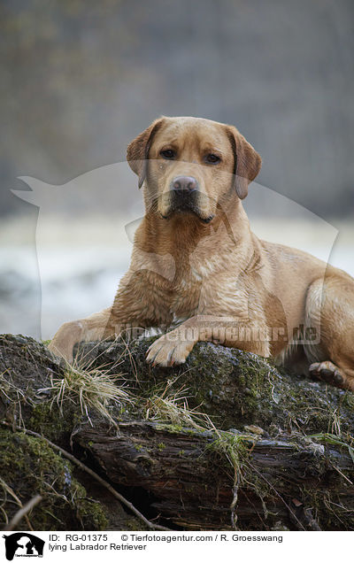 liegender Labrador Retriever / lying Labrador Retriever / RG-01375