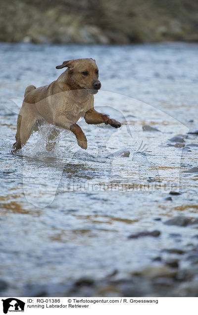 rennender Labrador Retriever / running Labrador Retriever / RG-01386