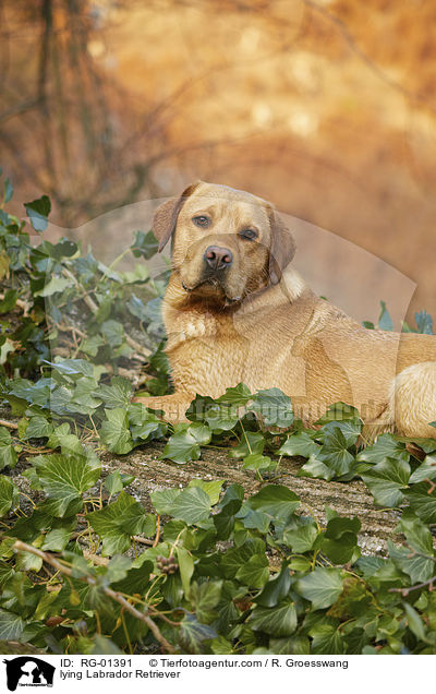 liegender Labrador Retriever / lying Labrador Retriever / RG-01391