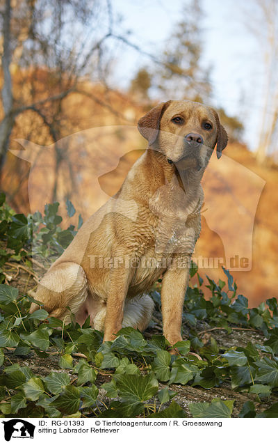 sitzender Labrador Retriever / sitting Labrador Retriever / RG-01393
