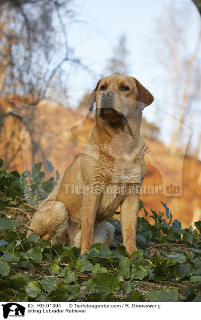 sitzender Labrador Retriever / sitting Labrador Retriever / RG-01394