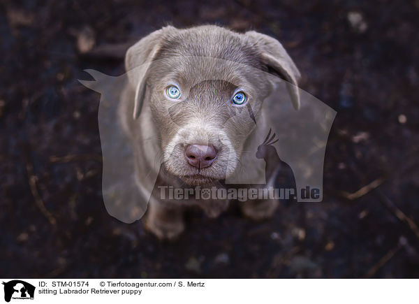 sitting Labrador Retriever puppy / STM-01574