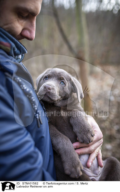 Labrador Retriever auf Arm / Labrador Retriever on arm / STM-01582