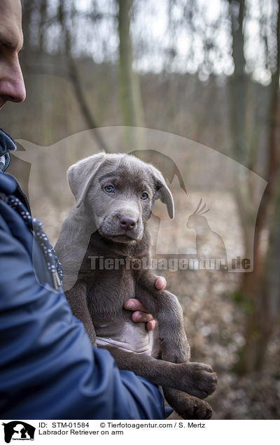 Labrador Retriever on arm / STM-01584