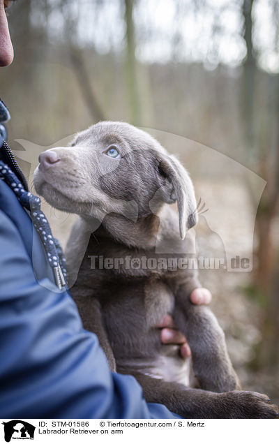 Labrador Retriever auf Arm / Labrador Retriever on arm / STM-01586