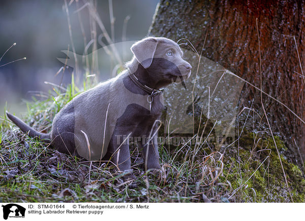 sitzender Labrador Retriever Welpe / sitting Labrador Retriever puppy / STM-01644