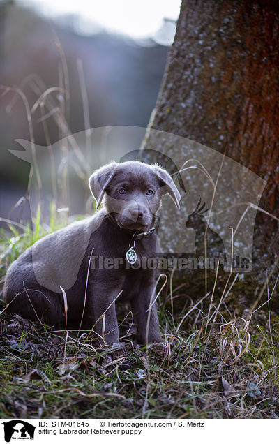 sitzender Labrador Retriever Welpe / sitting Labrador Retriever puppy / STM-01645