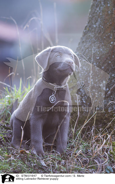 sitting Labrador Retriever puppy / STM-01647