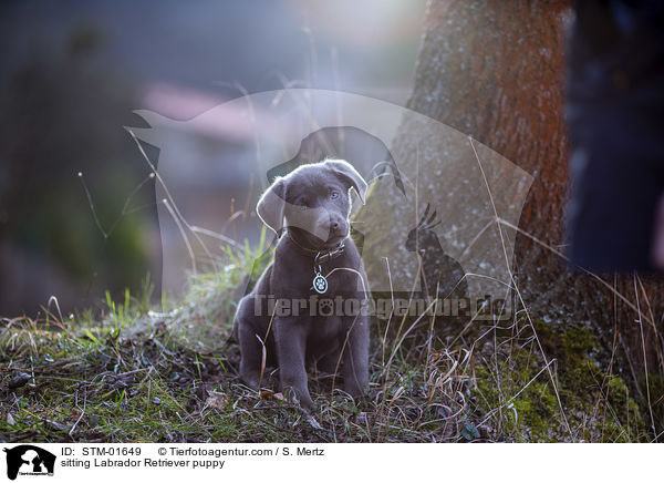 sitzender Labrador Retriever Welpe / sitting Labrador Retriever puppy / STM-01649