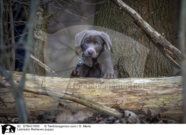 Labrador Retriever Welpe / Labrador Retriever puppy / STM-01650
