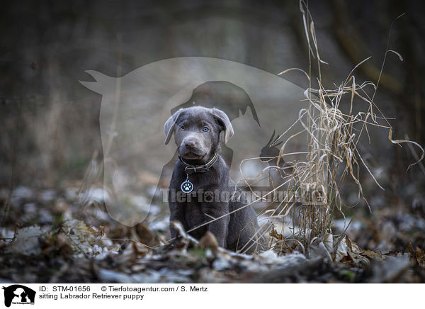 sitzender Labrador Retriever Welpe / sitting Labrador Retriever puppy / STM-01656