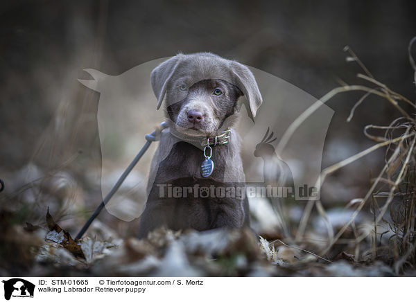 laufender Labrador Retriever Welpe / walking Labrador Retriever puppy / STM-01665