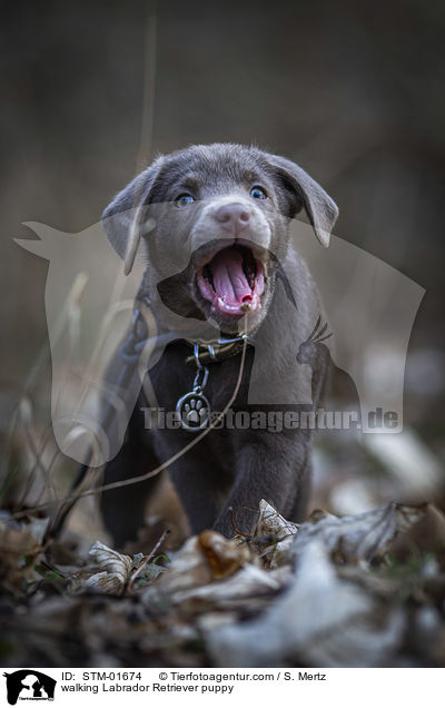 laufender Labrador Retriever Welpe / walking Labrador Retriever puppy / STM-01674