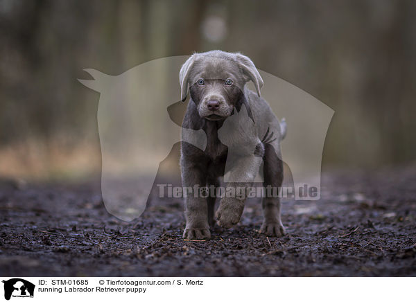 rennender Labrador Retriever Welpe / running Labrador Retriever puppy / STM-01685
