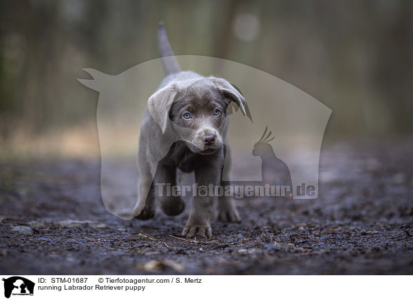 rennender Labrador Retriever Welpe / running Labrador Retriever puppy / STM-01687