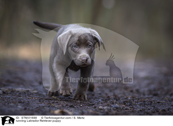 rennender Labrador Retriever Welpe / running Labrador Retriever puppy / STM-01688