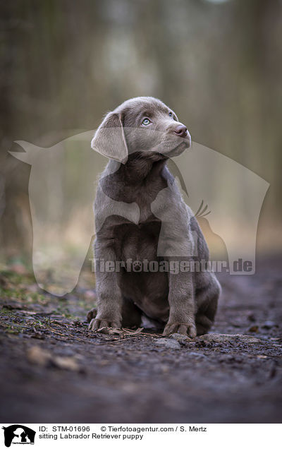 sitzender Labrador Retriever Welpe / sitting Labrador Retriever puppy / STM-01696