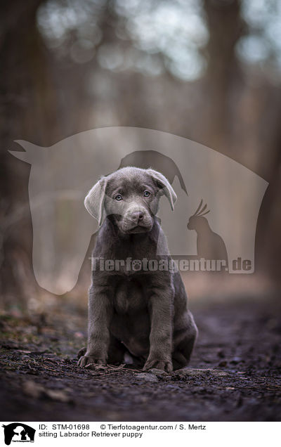 sitzender Labrador Retriever Welpe / sitting Labrador Retriever puppy / STM-01698