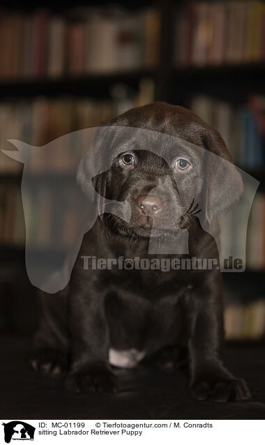 sitzender Labrador Retriever Welpe / sitting Labrador Retriever Puppy / MC-01199