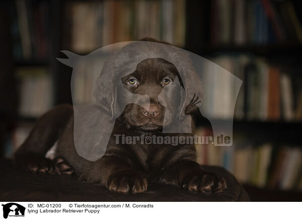 liegender Labrador Retriever Welpe / lying Labrador Retriever Puppy / MC-01200