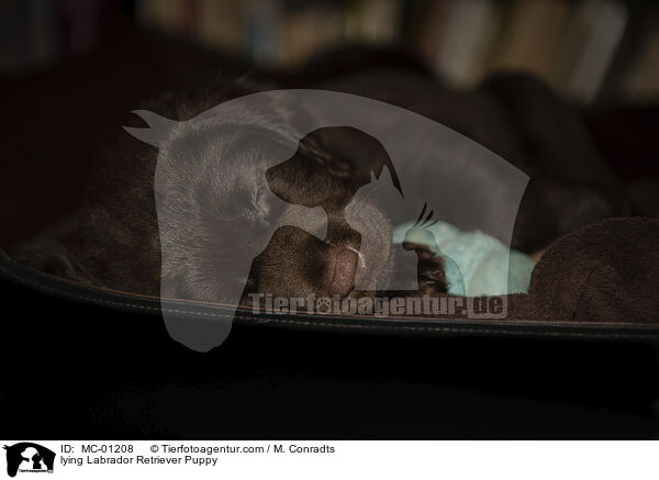 liegender Labrador Retriever Welpe / lying Labrador Retriever Puppy / MC-01208