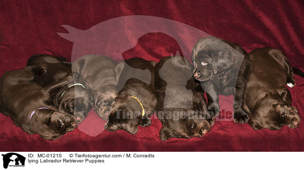 liegende liegender Labrador Retriever Welpen / lying Labrador Retriever Puppies / MC-01210
